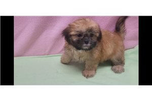 Truly - Shih Tzu for sale