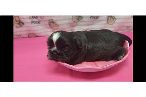 Trisha - puppy for sale