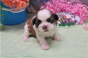 Trinity - Shih Tzu for sale