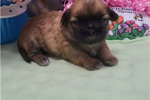 Truly - puppy for sale
