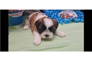 Toby - Shih Tzu for sale