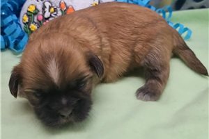 Trotter - puppy for sale