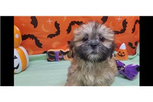 Truly - Shih Tzu for sale