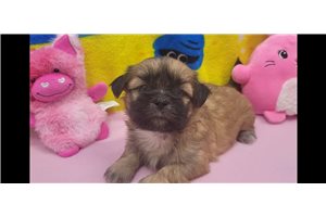 Truly - Shih Tzu for sale