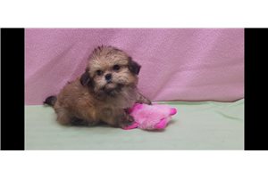 Tully - Shih Tzu for sale