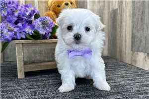 Faust - Maltese for sale