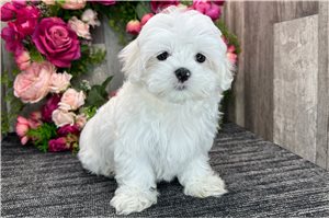 Ferris - puppy for sale