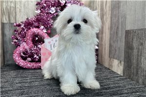 Elijah - Maltese for sale