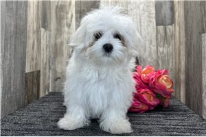 Elmo - Maltese for sale
