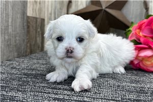 Farrah - puppy for sale