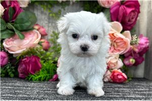 Molton - puppy for sale