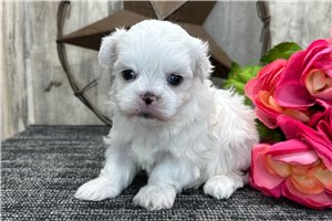 Faith - puppy for sale