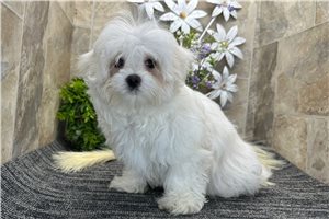 Elmo - Maltese for sale