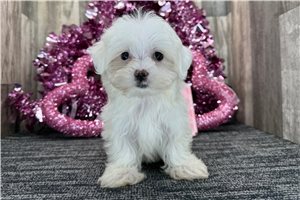 Emily - Maltese for sale