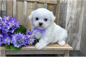 Finn - Maltese for sale