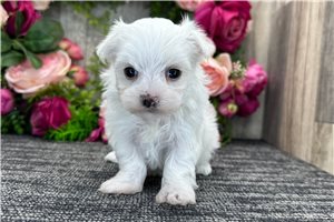 Magnolia - Maltese for sale