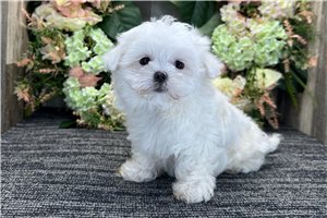 Finn - Maltese for sale