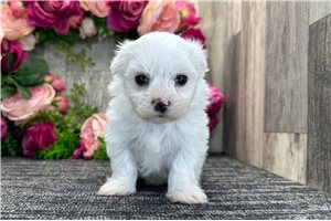 Maverick - Maltese for sale