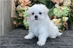Faust - Maltese for sale
