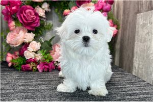 Finn - Maltese for sale