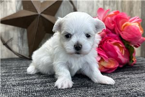 Faust - puppy for sale