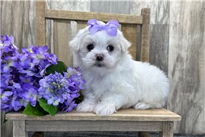 Farrah - Maltese for sale