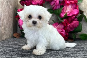 Magnolia - Maltese for sale