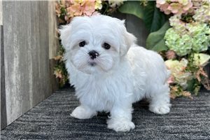 Ferris - Maltese for sale