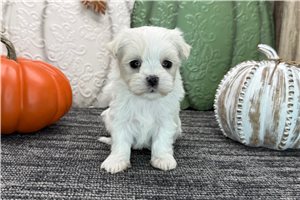 Beau - puppy for sale