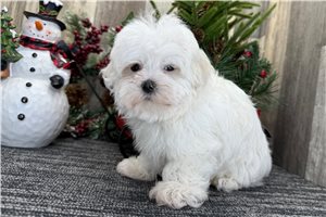Cliff - Maltese for sale