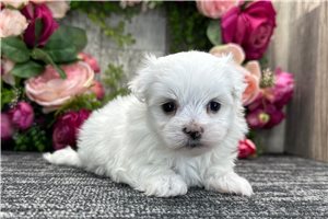 McKenzie - Maltese for sale