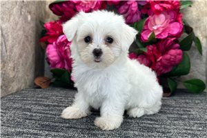 Millie - puppy for sale