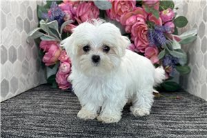 Magnolia - Maltese for sale