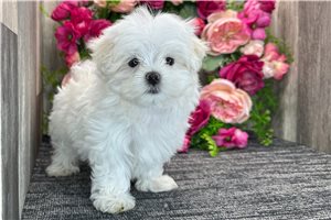 Faust - Maltese for sale