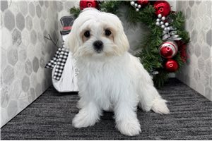 Bliss - Maltese for sale