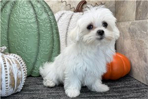 Beverly - puppy for sale