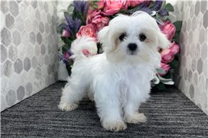Magnolia - Maltese for sale