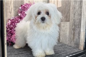 Bobby - puppy for sale