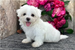 Maverick - Maltese for sale