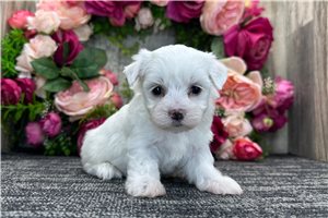 Millie - puppy for sale