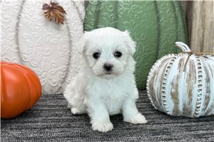 Bristol - puppy for sale