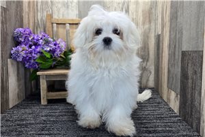 Elmo - Maltese for sale