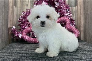 Ethan - Maltese for sale