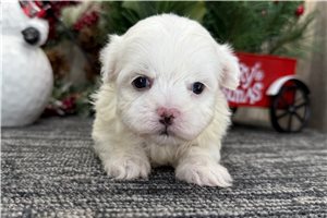 Ester - Maltese for sale