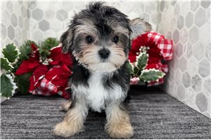 Dustin - puppy for sale