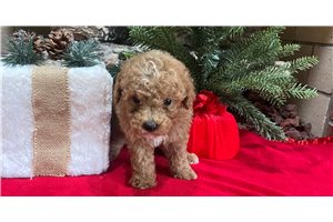 Saray - Poodle, Toy for sale