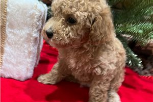 Shane - Poodle, Toy for sale