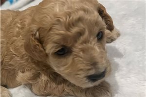 Tasha - Poodle, Toy for sale