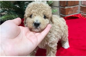 Sheldon - Poodle, Toy for sale