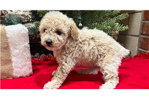 Scarlett - Poodle, Toy for sale